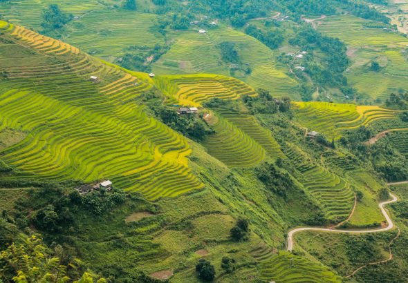 pexels-yen-nguyen-96717816-9263537